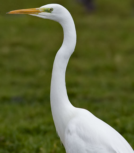 Grotezilverreiger021208